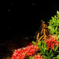 2460384 :: Giclée Rolled Canvas Print