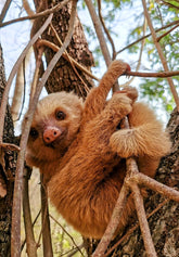 2441431 :: Giclée Rolled Canvas Print