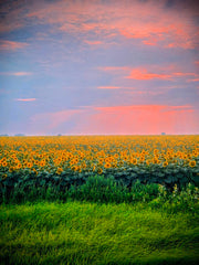 2465575 :: Giclée Fine Art Matte Paper Print