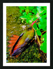 2480635 :: Framed Print