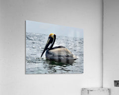 2476955 :: Acrylic Print