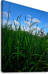 2162592 :: Giclée Stretched Canvas Print