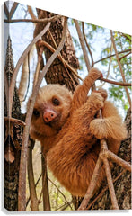 2441431 :: Giclée Stretched Canvas Print