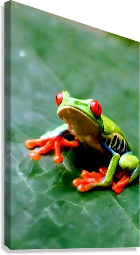 2466051 :: Giclée Stretched Canvas Print