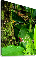 2470978 :: Giclée Stretched Canvas Print