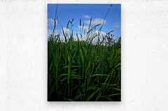 2162592 :: Brushed Metal Print