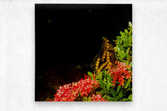 2460384 :: Brushed Metal Print