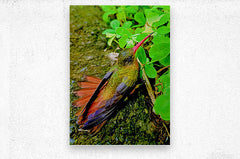2480635 :: Brushed Metal Print