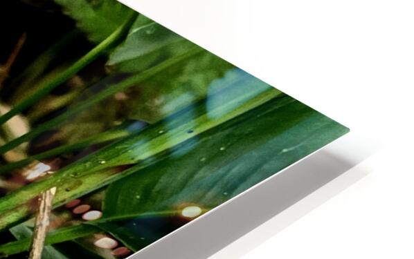 2470978 :: HD Sublimation Metal Print
