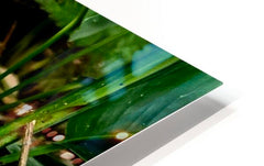 2470978 :: HD Sublimation Metal Print