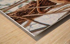 2441431 :: Wood Print