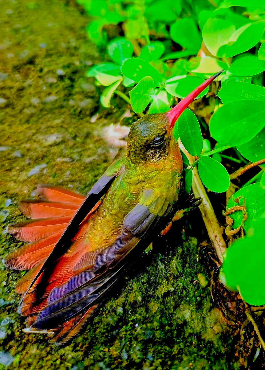 2480635 :: Giclée Rolled Canvas Print