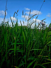 Campo de sueños