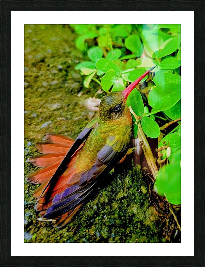 2480635 :: Framed Print