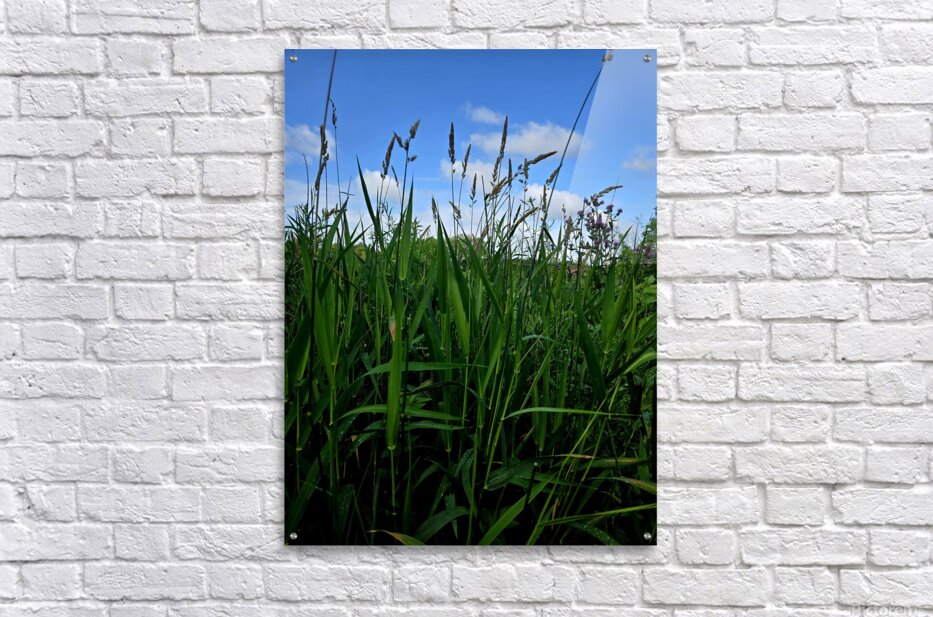 Acrylic Print