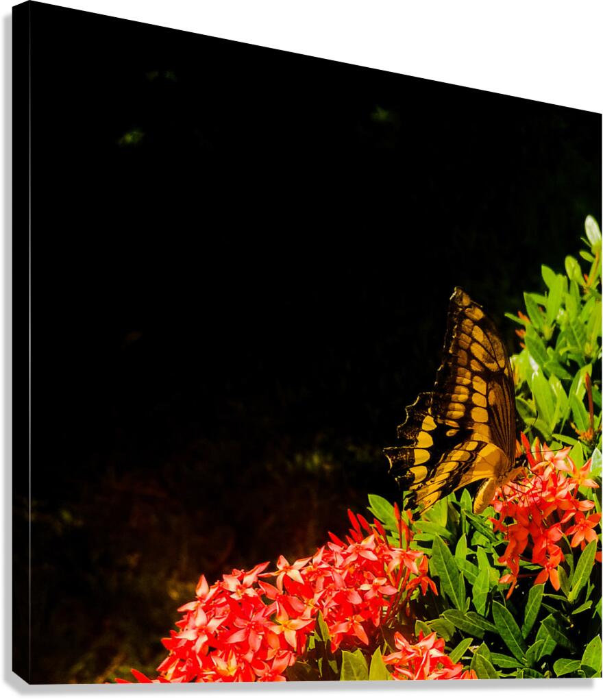 2460384 :: Giclée Stretched Canvas Print