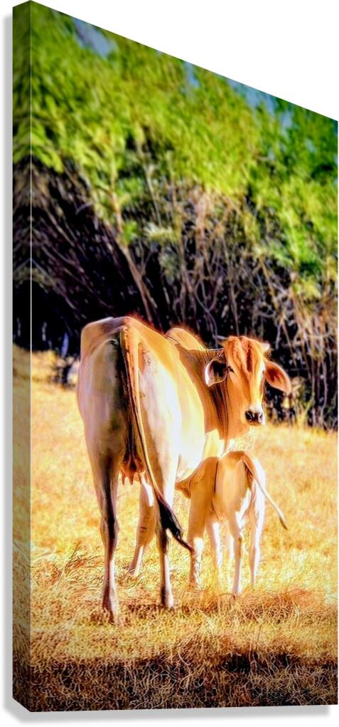 2470804 :: Giclée Stretched Canvas Print
