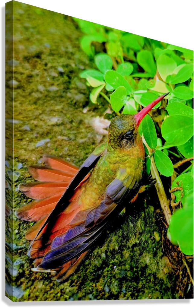 2480635 :: Giclée Stretched Canvas Print