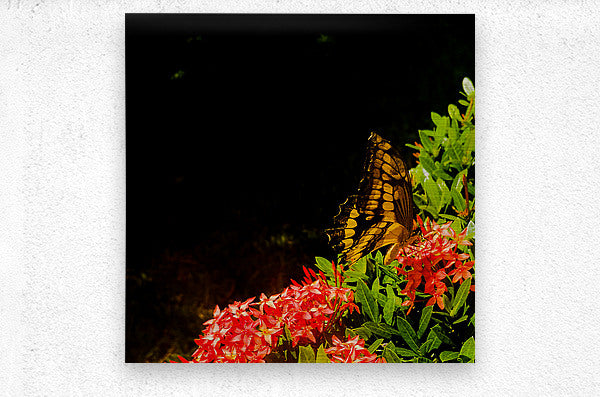 2460384 :: Brushed Metal Print