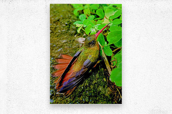 2480635 :: Brushed Metal Print