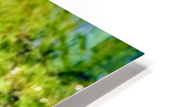 2470804 :: HD Sublimation Metal Print