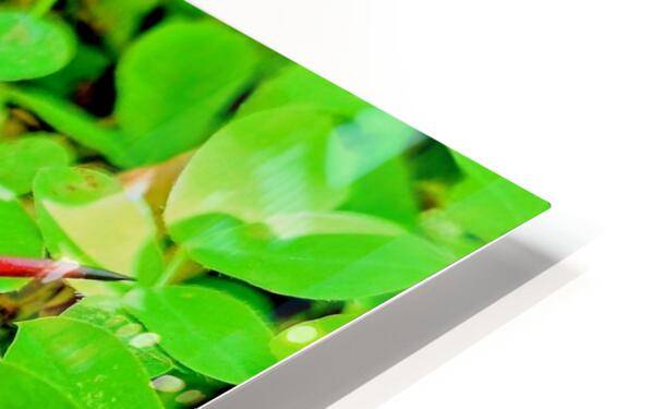 2480635 :: HD Sublimation Metal Print