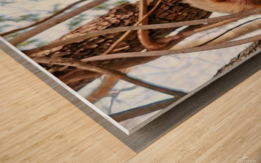 2441431 :: Wood Print