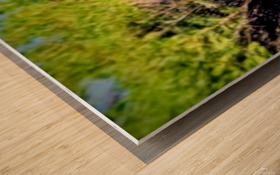 2470804 :: Wood Print