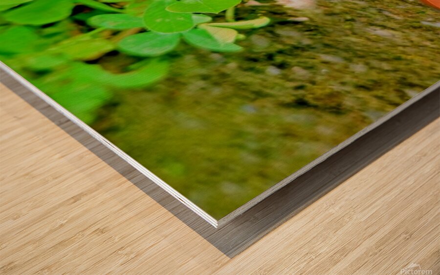 2480635 :: Wood Print